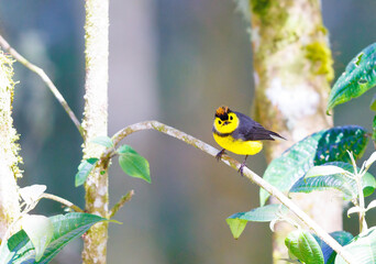 Collared Redstart perched on a tree branch