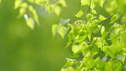 Birch branch with green natural fresh foliage leaves blowing in wind. Bokeh.