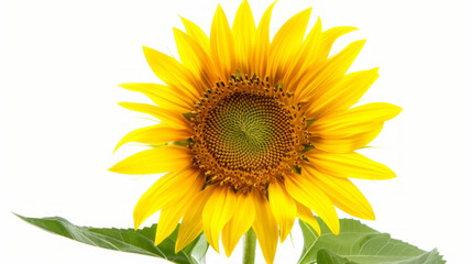 Obraz premium Bright yellow sunflower on white background. Vibrant yellow sunflower isolated on white, perfect for nature, summer, or floral themed designs.