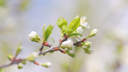 Spring background with white cherry blossom. White bloom of a cherry tree in springtime. Slow motion.