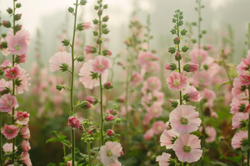 A field of delicate hollyhocks, their tall stalks adorned with beautiful blossoms.