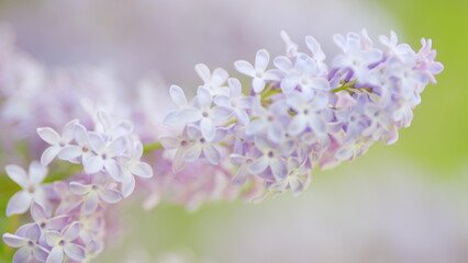 Lilac flowers bloom. Beauty fragrant tiny flowers open closeup. Blurred background. Slow motion.