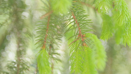 Young spruce needles large for the background. Young fresh spruce twig and needles. Slow motion.