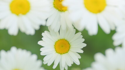 Fototapeta premium Field of blooming white daisies swaying in the wind. White and yellow daysies sway in the wind. Close up.