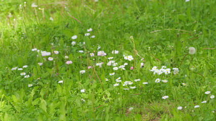 White daisy flower sways in the wind. Pharmaceutical camomile. Environmental conservation. Slow motion.