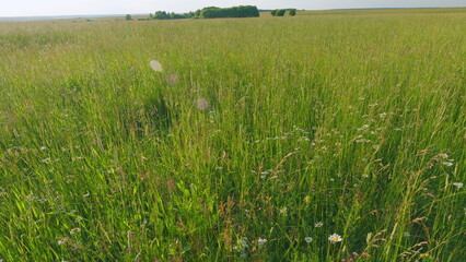 Obraz premium Long grass swaying in the wind on a warm summer day. Wide shot.