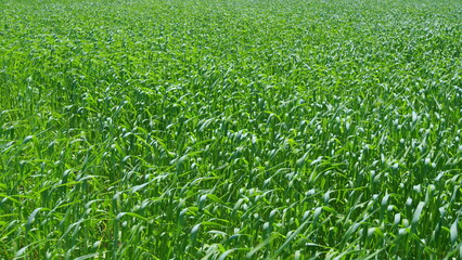 Wind blows over a green grass. Tall blades of lush green hay grass blowing in wind. Wide shot.