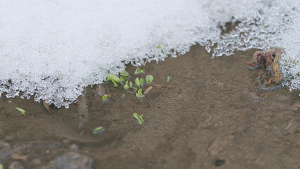 Sprouts of the first grass in a spring stream, snow lies on the banks. First green grass in spring....