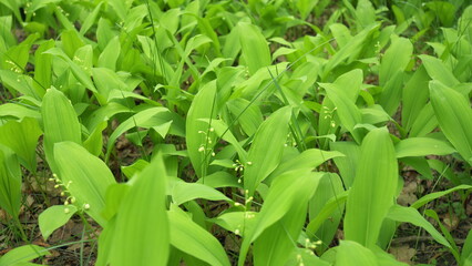 Fototapeta premium Lily of the valley spring flowers blooming. Gentle young white lily of the valley in the forest background. Wide shot.