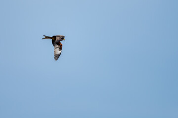 Red Kite in Flight Against Clear Sky