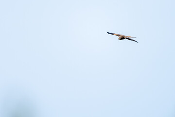 Red Kite in Flight Against Clear Sky