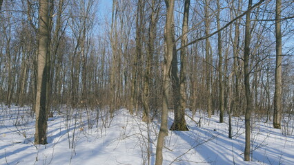 Trees In Winter Forest With Snow. Natural Scenery. Environment Nature Europe. Trees Cast Shadows On Snow.