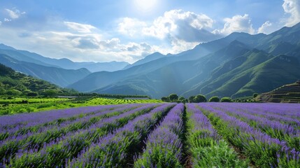 Naklejka premium Field under cultivation with purple blossoms amidst mountain scenery