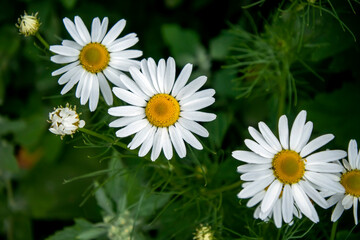 Obraz premium white daisies on a natural background