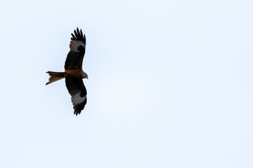 Red Kite in Flight Against Clear Sky