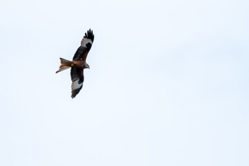 Red Kite in Flight Against Clear Sky