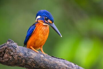 Blue-eared Kingfisher - Alcedo meninting, small beautiful colored kingfisher from Asia river banks, mangroves and evergreen forest, Kinabatangan river, Borneo, Malaysia.