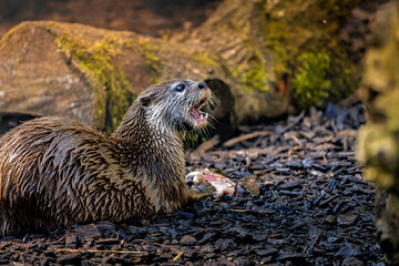 an otter in water next to some rocks and logs with its mouth open