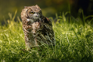 an owl standing on the ground in the grass by itself