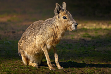 a small capy is standing in the grass near trees