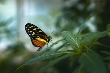 the butterfly is standing on top of some green leaves for protection