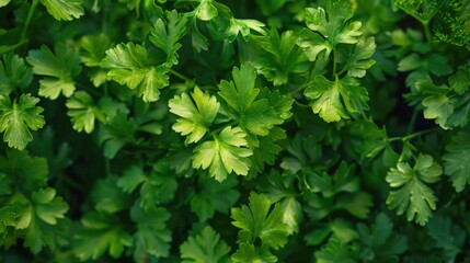 The herb parsley