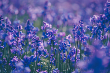 A field of vibrant bluebells stretching as far as the eye can see.