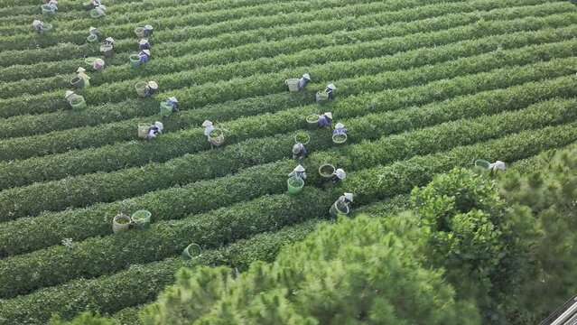 Harvesting tea handmade from Bao Loc province, Vietnam - Aerial view 4k resolution