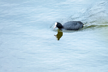 Common Coot Gliding on Tranquil Water Surface