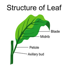 Structure of Leaf diagram illustration 