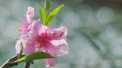 Artificial Peach Blossoms On A Branch. Spring Flowers. Beautiful Orchard Background. Close up.