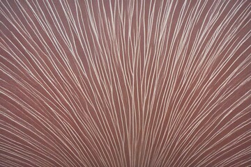 close up of a mushroom