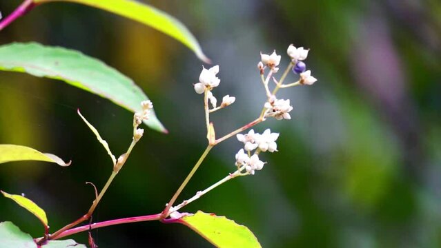 Persicaria chinensis (Polygonum chinense, creeping smartweed, Chinese knotweed). Has been used as Chinese traditional medicine to treat ulcer, eczema, stomachache, various inflammatory skin disease