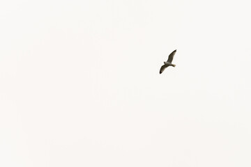 Seagull Soaring in Clear Sky