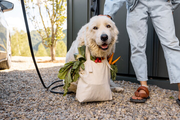 Cute dog carrying shopping bag full of fresh groceries on her neck sitting with female owner near...