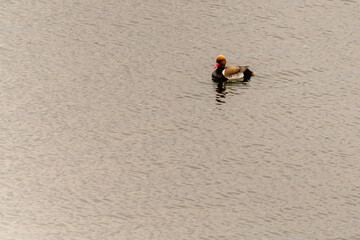 Red-crested Pochard Floating on Tranquil Water