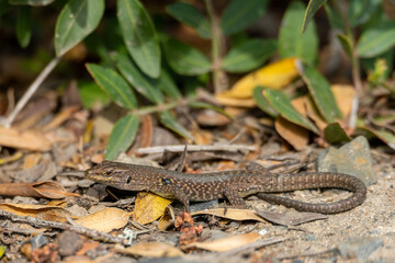 Obraz premium Lilford's Wall Lizard on Leaf-Littered Ground