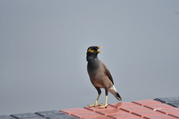 The common myna or Indian myna (Acridotheres tristis)