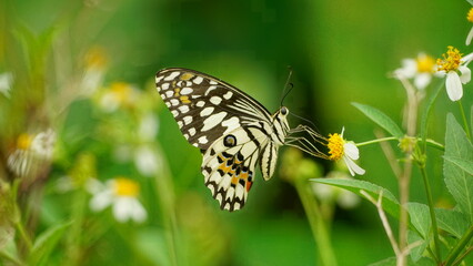 Ornithoptera alexandrae butterfly wallpaper is sucking nectar