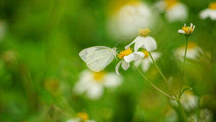 Leptosia nina butterfly is sucking nectar from flowers © Nguyen Thi Nhu Quynh