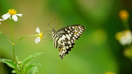 Ornithoptera alexandrae butterfly wallpaper is sucking nectar