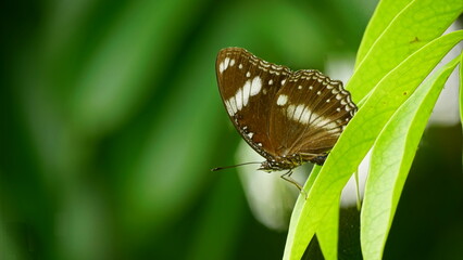 Hypolimnas bolina butterfly wallpaper is sucking nectar