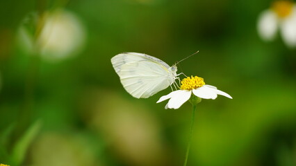 Leptosia nina butterfly is sucking nectar from flowers