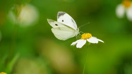Leptosia nina butterfly is sucking nectar from flowers © Nguyen Thi Nhu Quynh