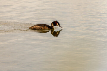Great Crested Grebe Swimming in Calm Water