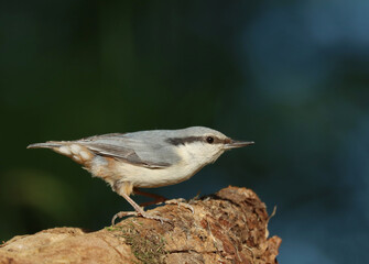 Eurasian nuthatch
