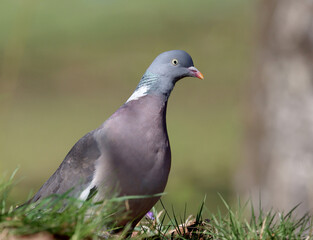 Common wood pigeon