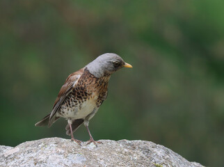 Fieldfare