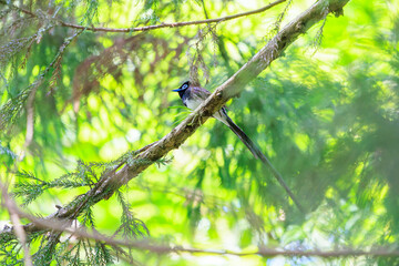 新緑の林の奥で美しくさえずる、長い尻尾の美しいサンコウチョウ（カササギヒタキ科）。

日本国東京都八王子市、八王子城跡にて。
2024年5月撮影。

A beautiful Japanese Paradise Flycatcher (Terpsiphone atrocaudata) with a long tail chirps beautifully in the depths of a fre
