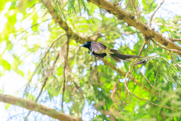 新緑の林の奥で飛ぶ羽虫をフライキャッチする、長い尻尾の美しいサンコウチョウ（カササギヒタキ科）。

日本国東京都八王子市、八王子城跡にて。
2024年5月撮影。
A beautiful Japanese Paradise Flycatcher (Terpsiphone atrocaudata) with a long tail fly-catching winged insects flying 
